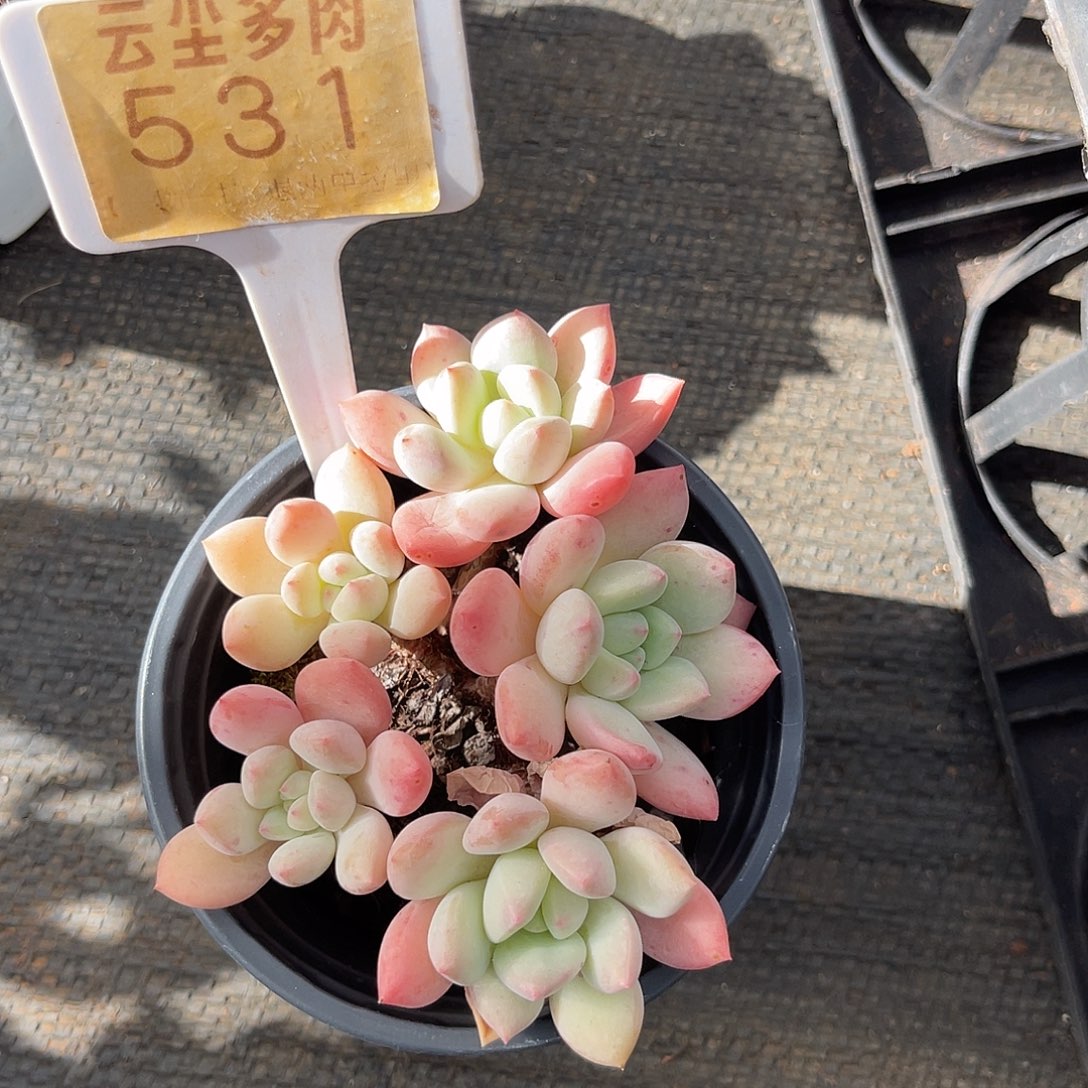 云尘多肉一物一拍 531,