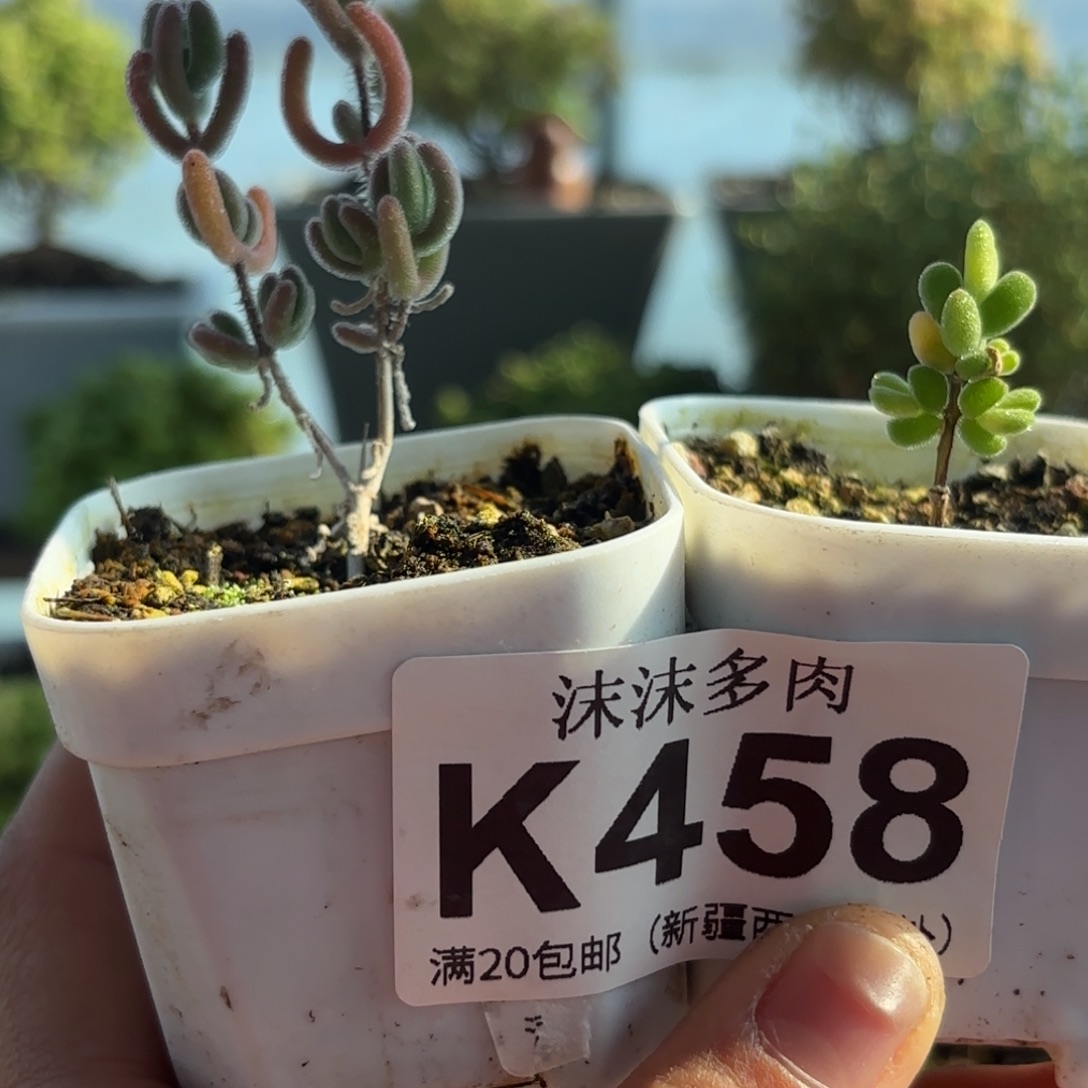 458钻石和月曲组合