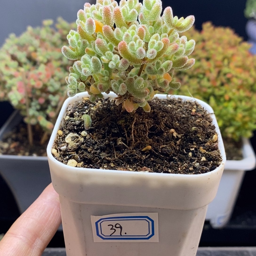 完全开放39号冰晶‘6.5cm’