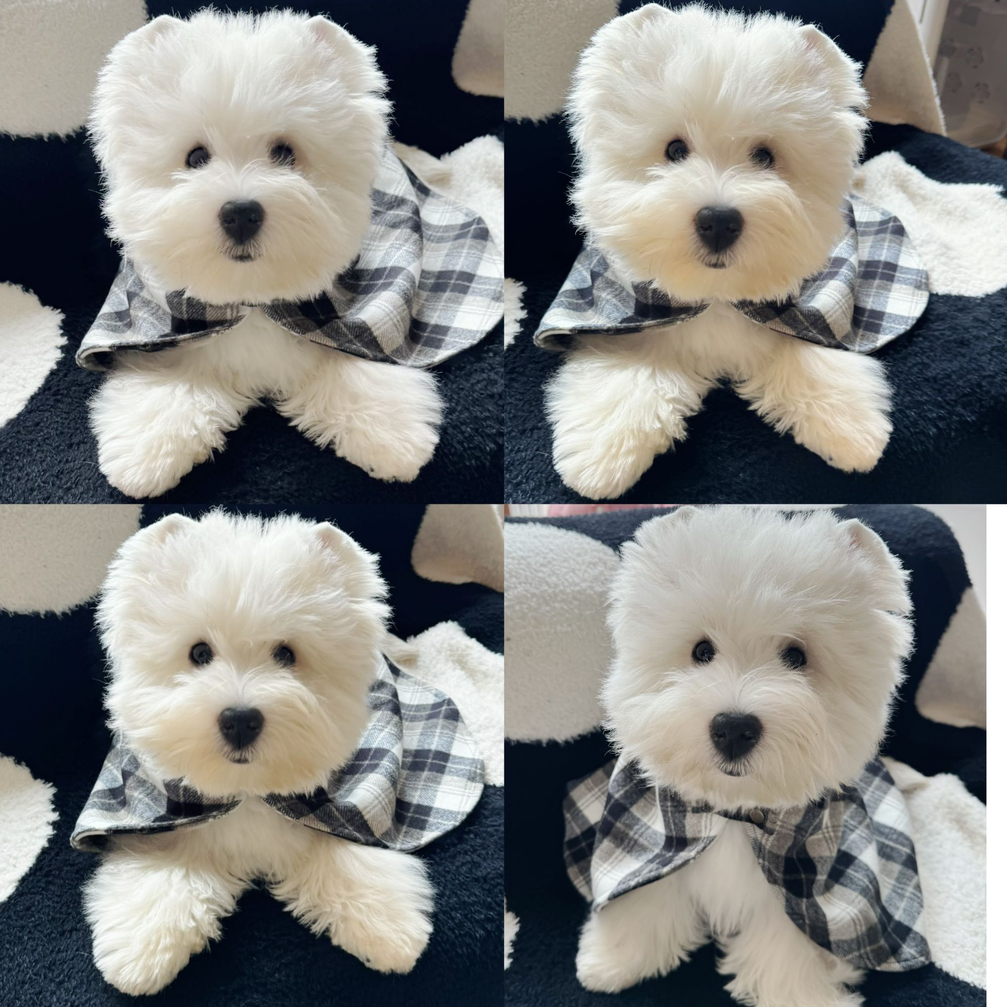 温莎王国西高地犬舍雪糕啤啤小葵NONO葫芦大锤耶豆腐中小型犬推荐