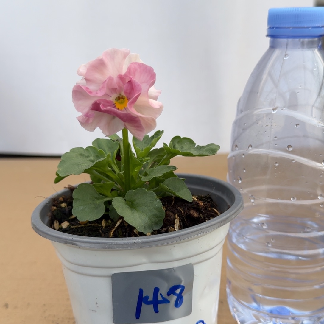 当前无花朵，栽培后可花朵148号