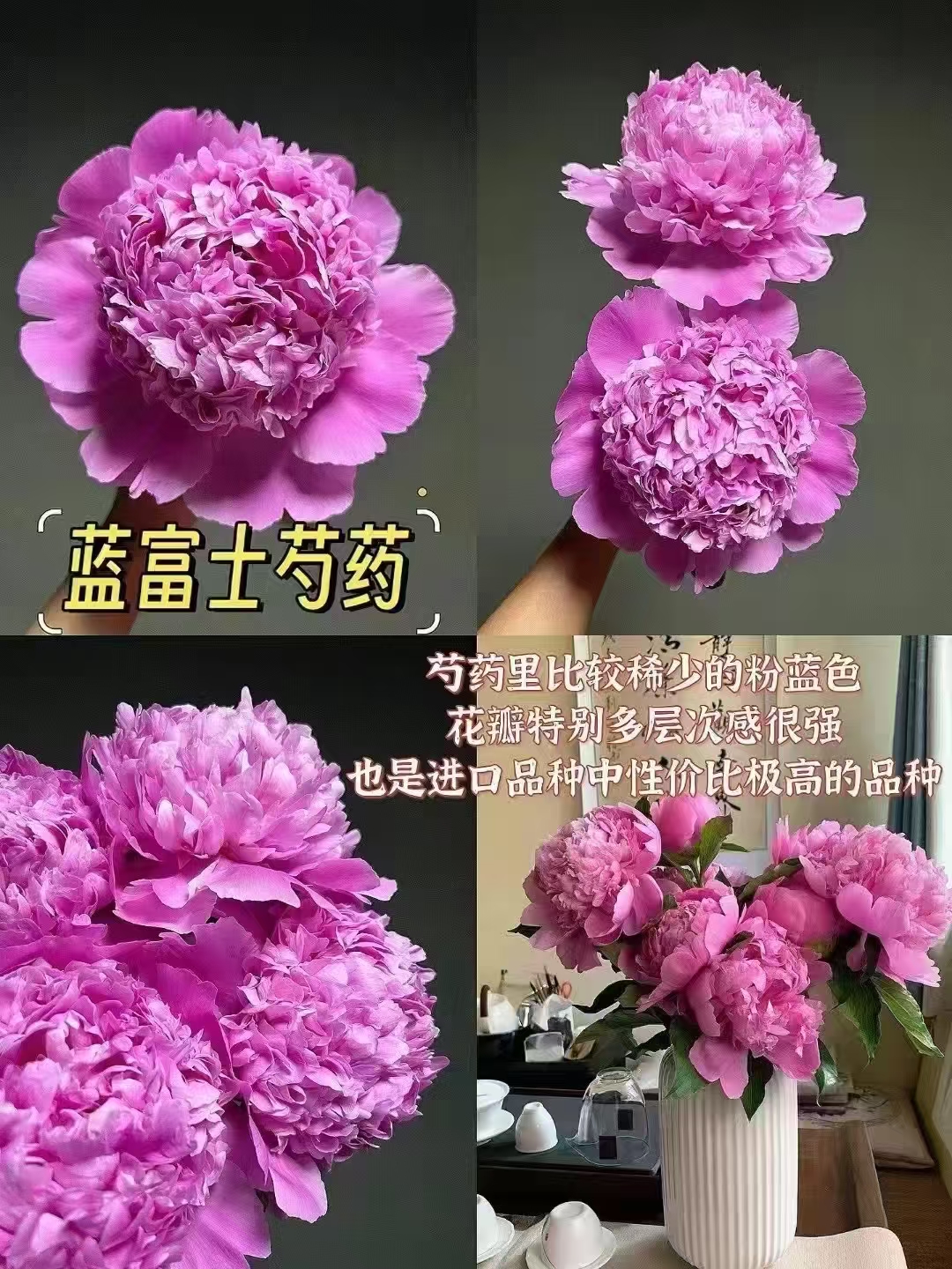 【蓝富士】进口芍药鲜花秋季发苗芍药花芍药花苗