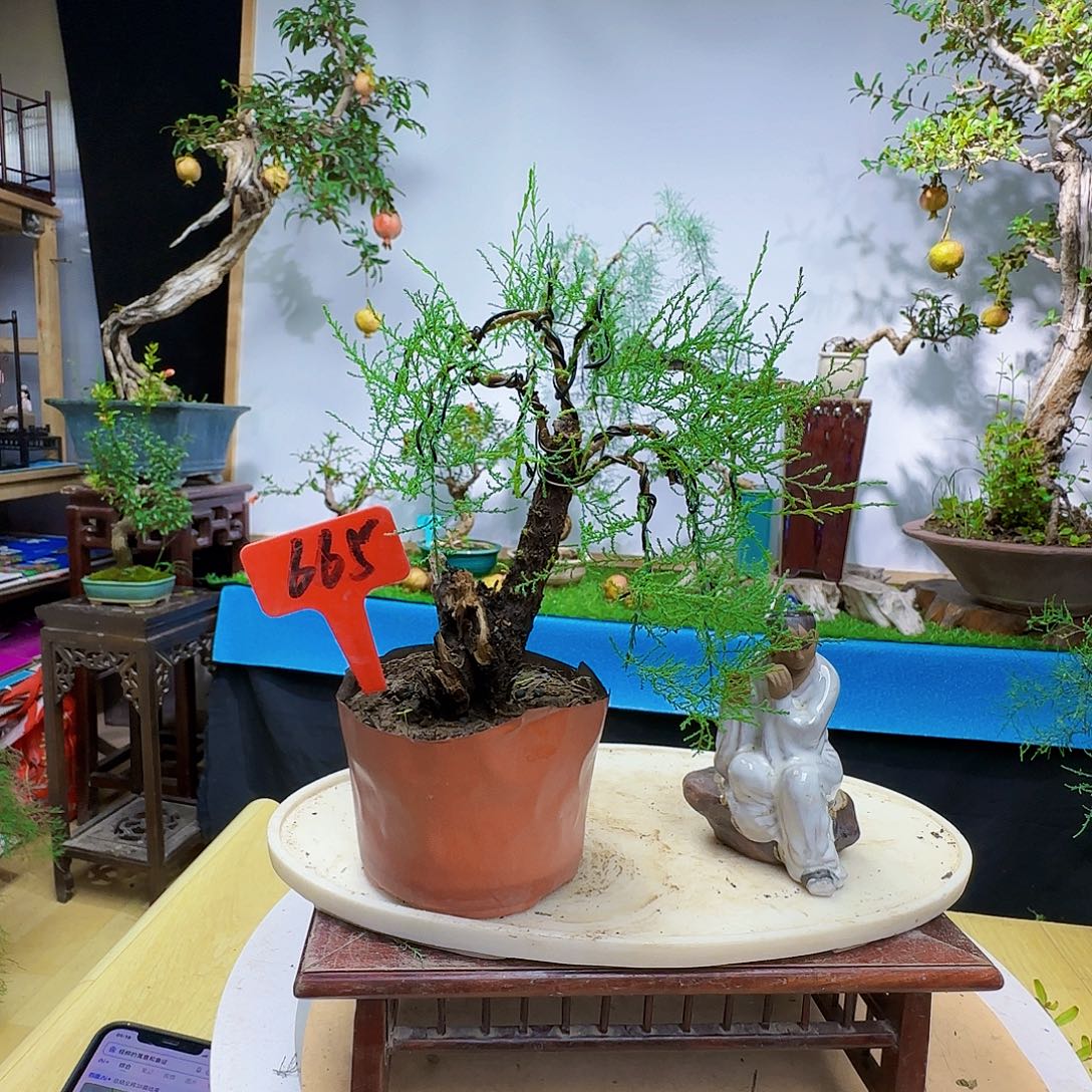 来***师无花朵三春柳柽柳风格干活季军看