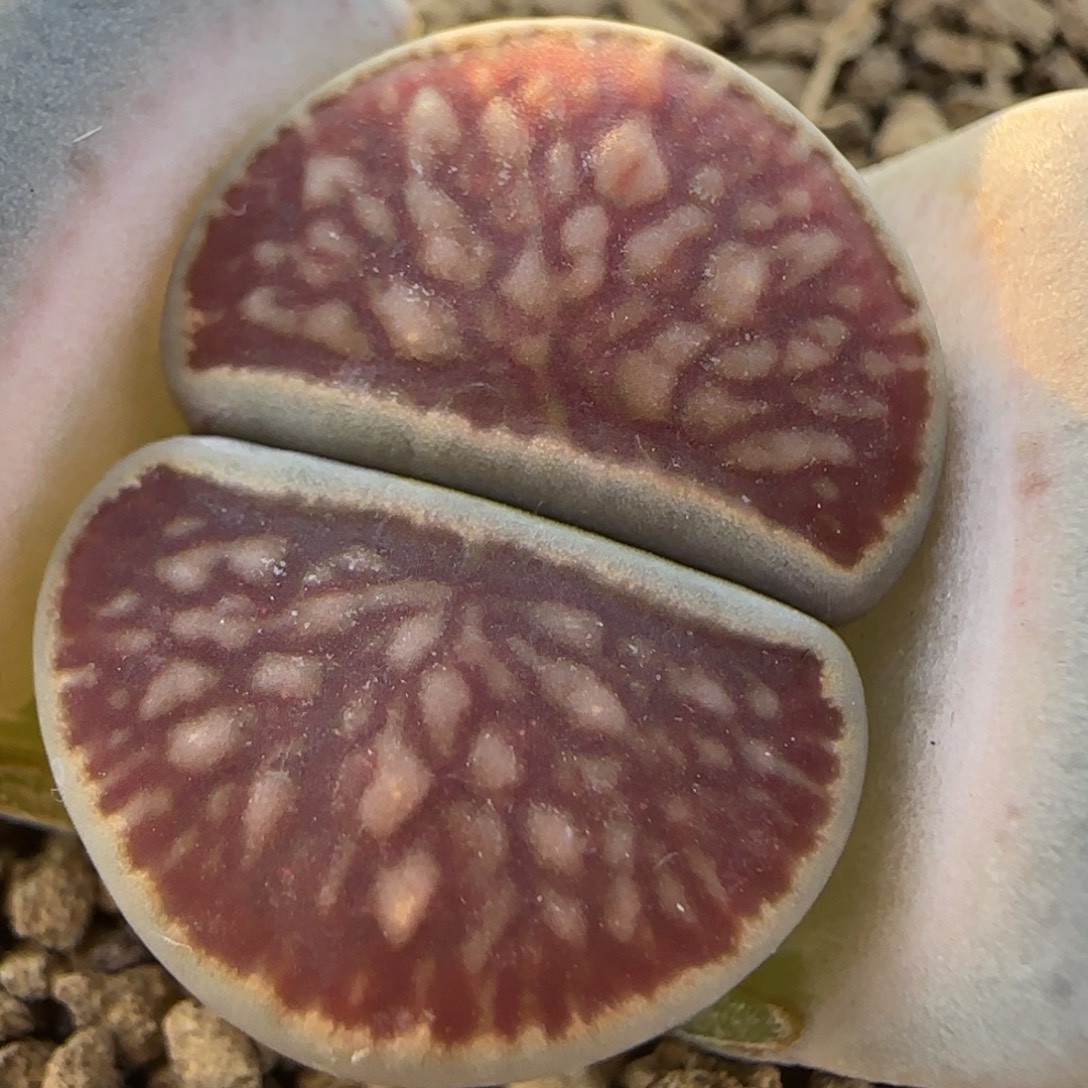 红窗菊多肉植物百科