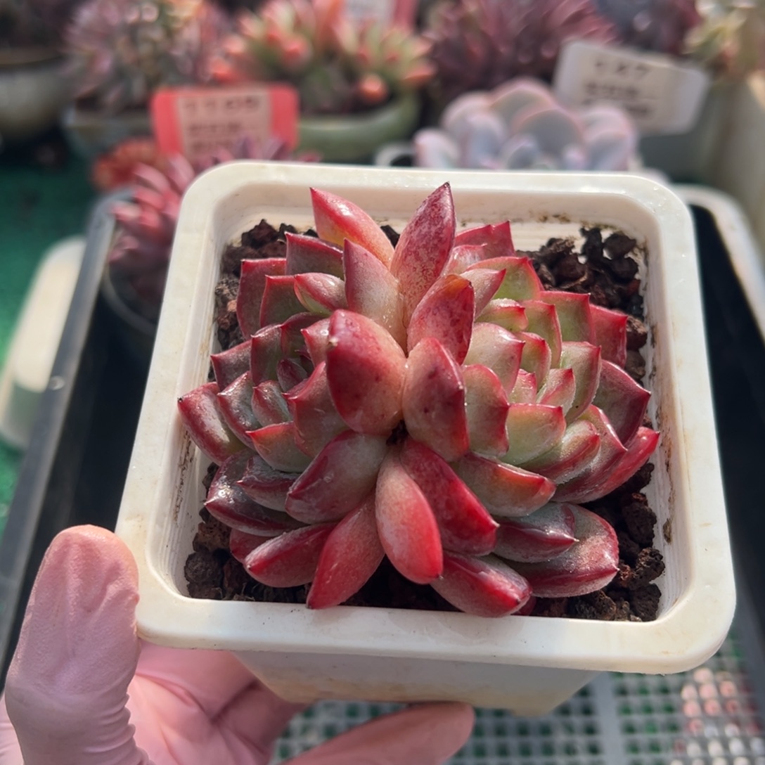 表妹精品多肉植物001.