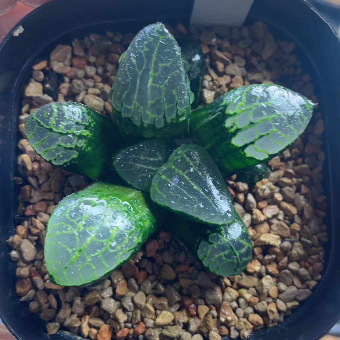 18.十二卷多肉实生寿。