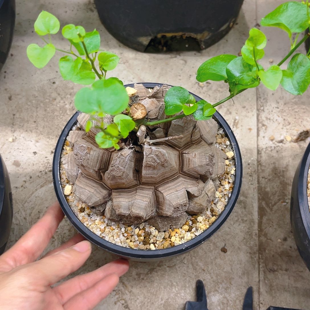 ?**米精品带盆发