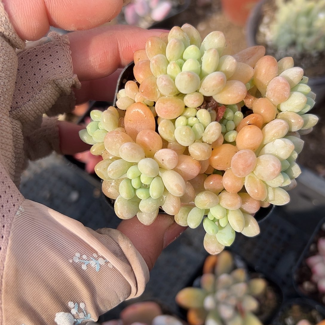 多肉植物多肉植物