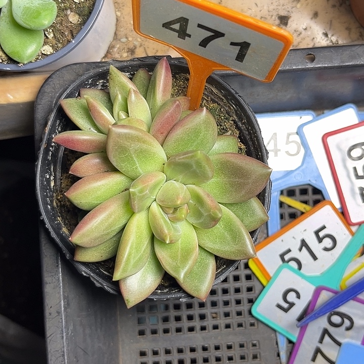 多肉植物迷雾泡泡471