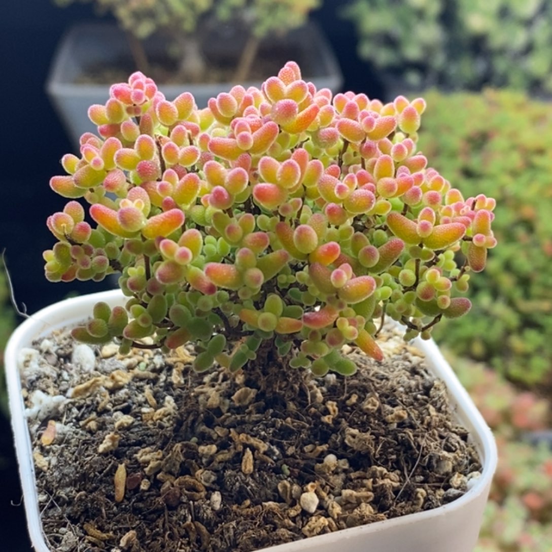 完全开放4号蜜橘糖球