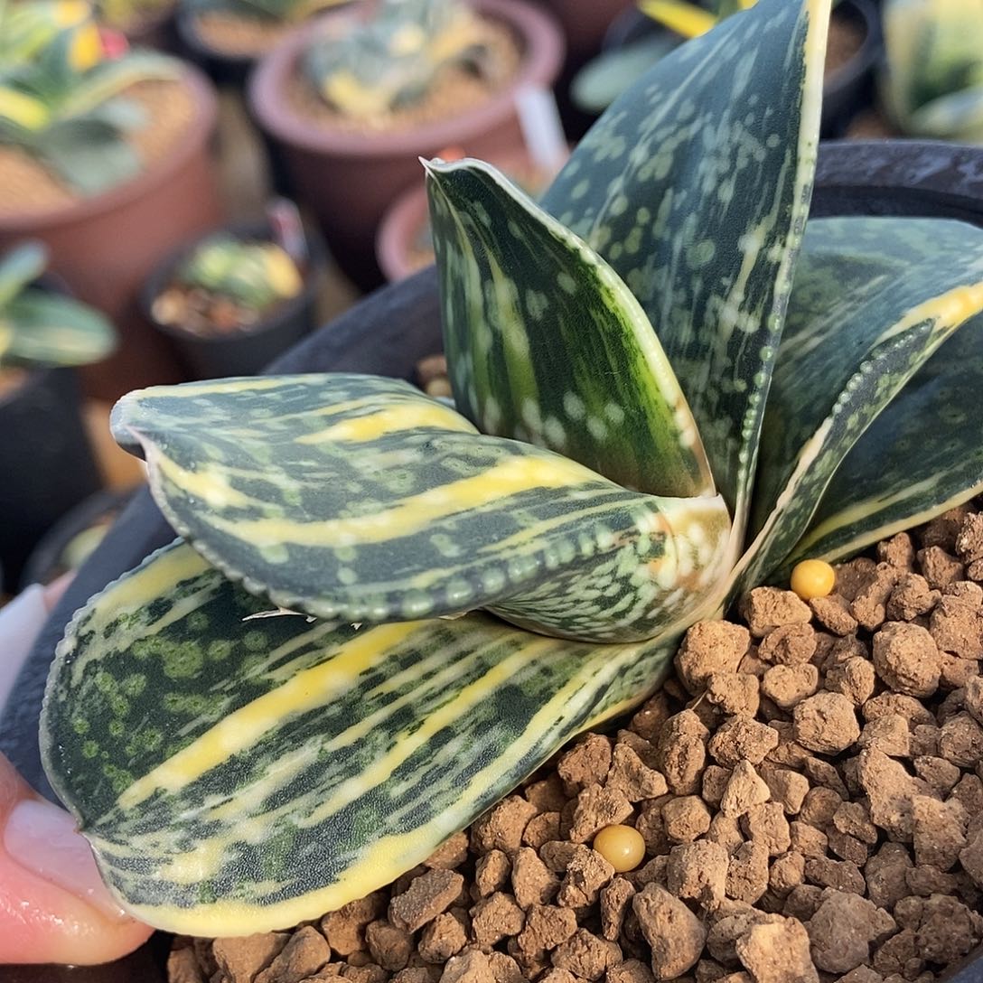 用***8恐龙转锦带盆发货