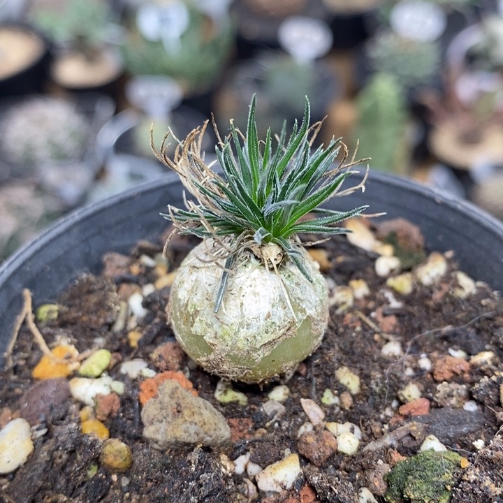 实生迷你海葱309号2cm