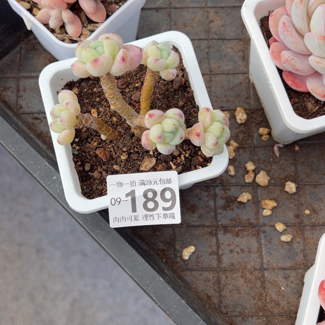 樱花罗绮多肉多肉多肉多肉