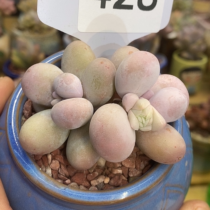 原始奶428号的啊啊啊啊啊多肉啊