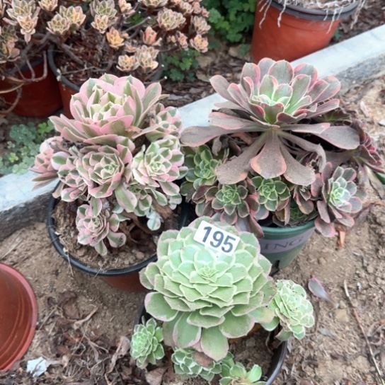 无花朵金丝雀套餐195号不包断枝