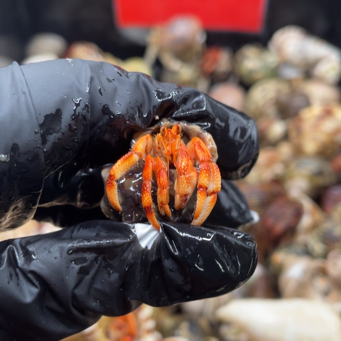 不退不换谢谢支持49