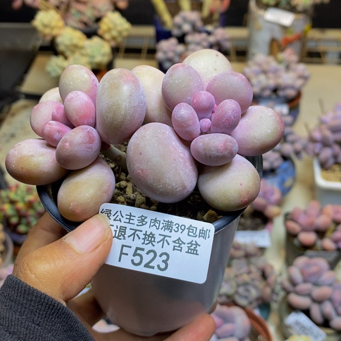 523蛋黄奶多肉7cm