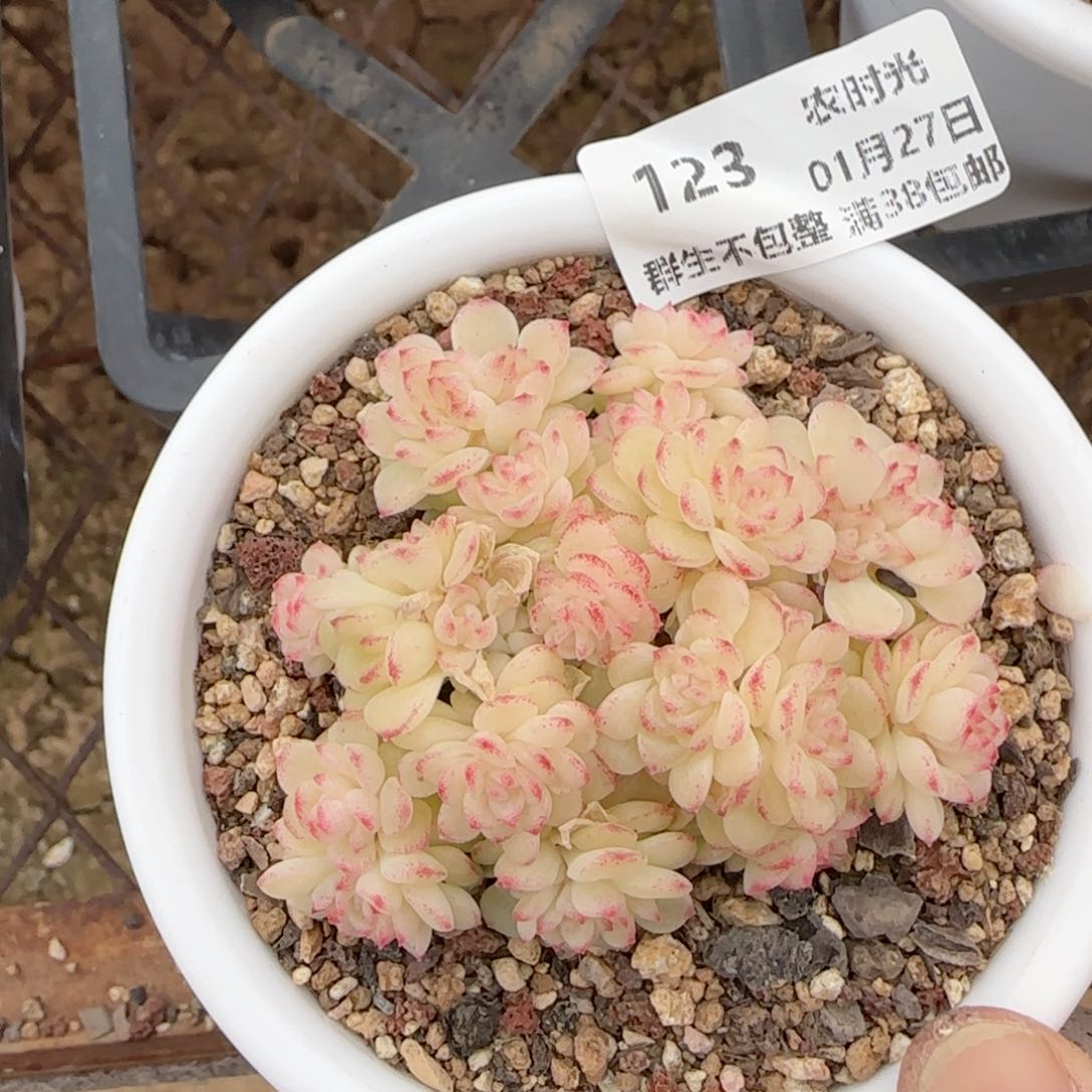 【闪购商品】0127-123（ht-40）