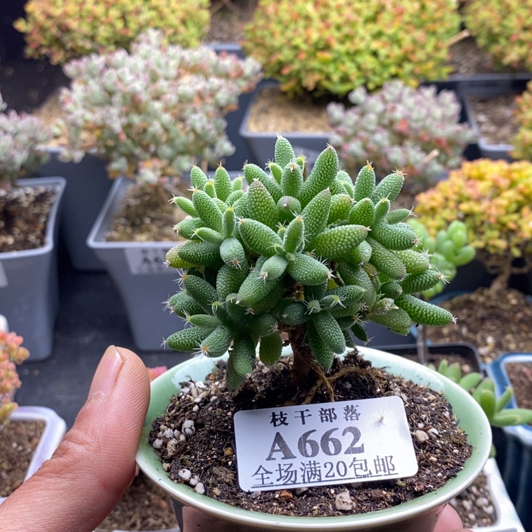 茂***茂玉米662。             