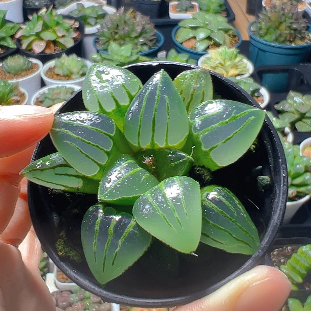 翠虎玉露多肉多肉多肉