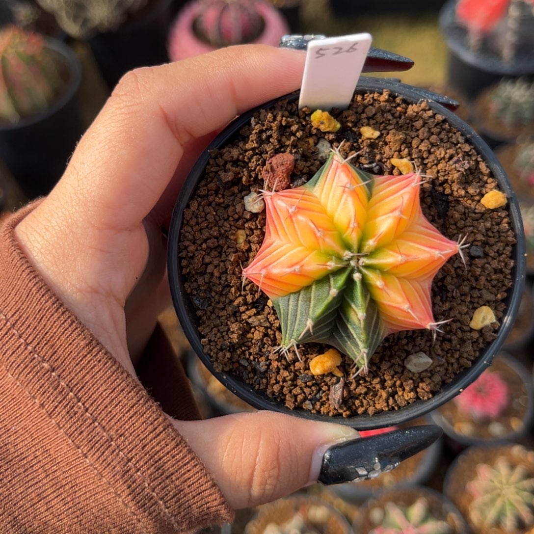 526     带盆土发货