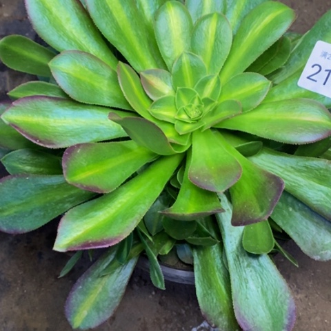 中版锦多肉植物2155