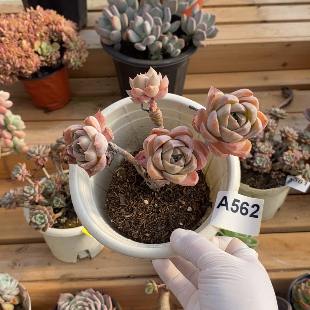 562哈利沃森一物一拍