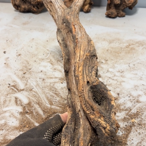 汁***张大果紫檀（缅甸花梨）