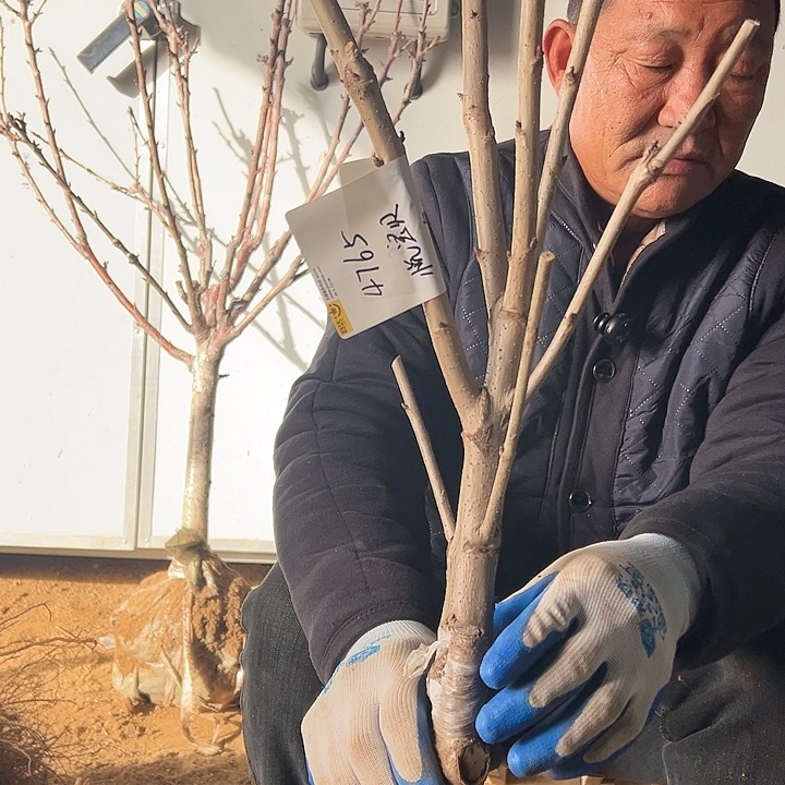 辉煌一物一拍58元