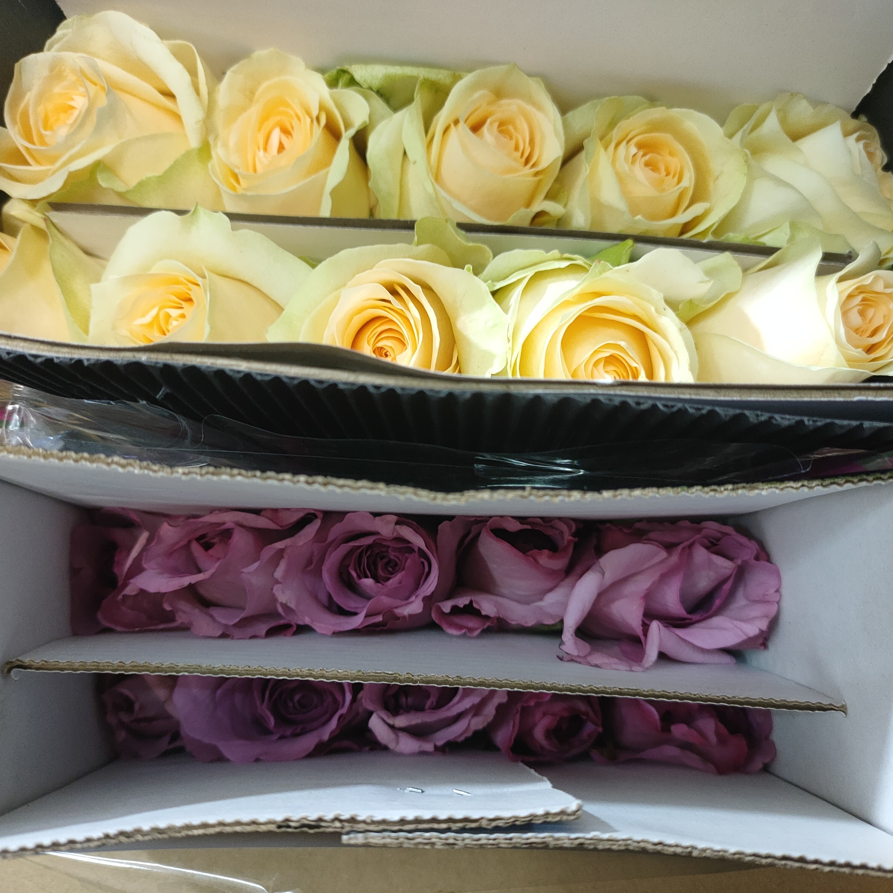 蜜桃雪山9+1枝防损+暮光之城玫瑰9+1枝防损云南顺丰直发