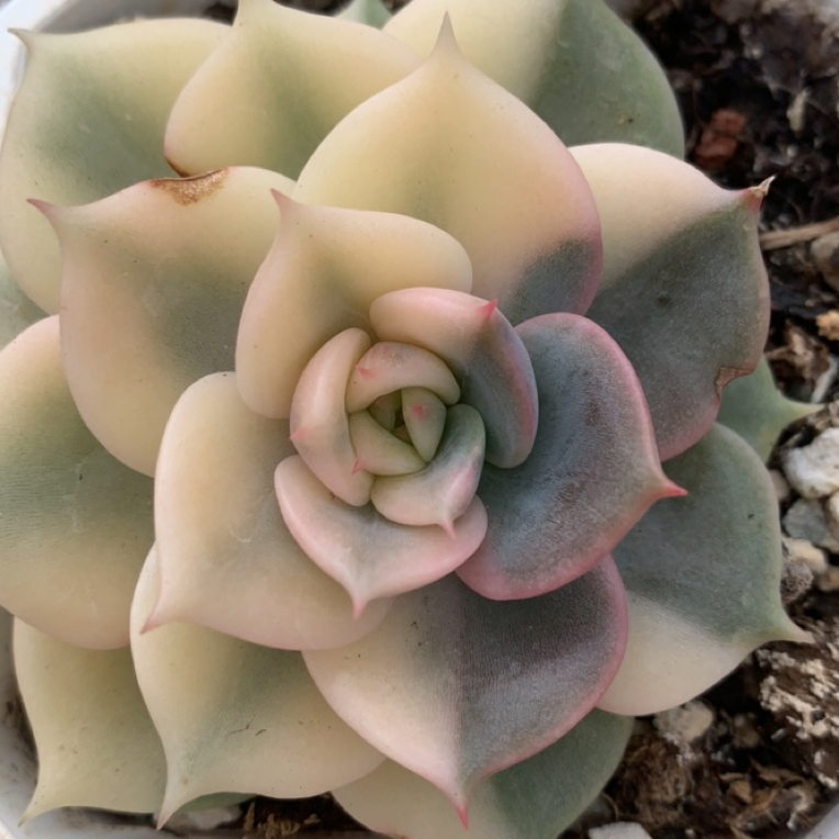 贝加尔湖花脸锦，多肉植物