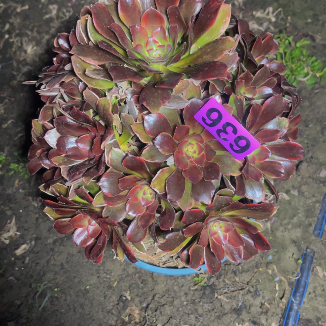 恶魔之吻28////35包邮