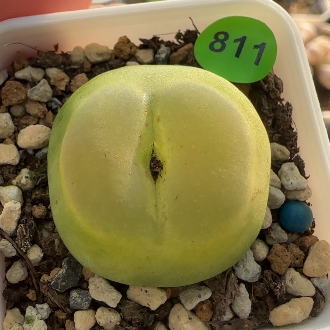 拉登2.4+多肉植物811