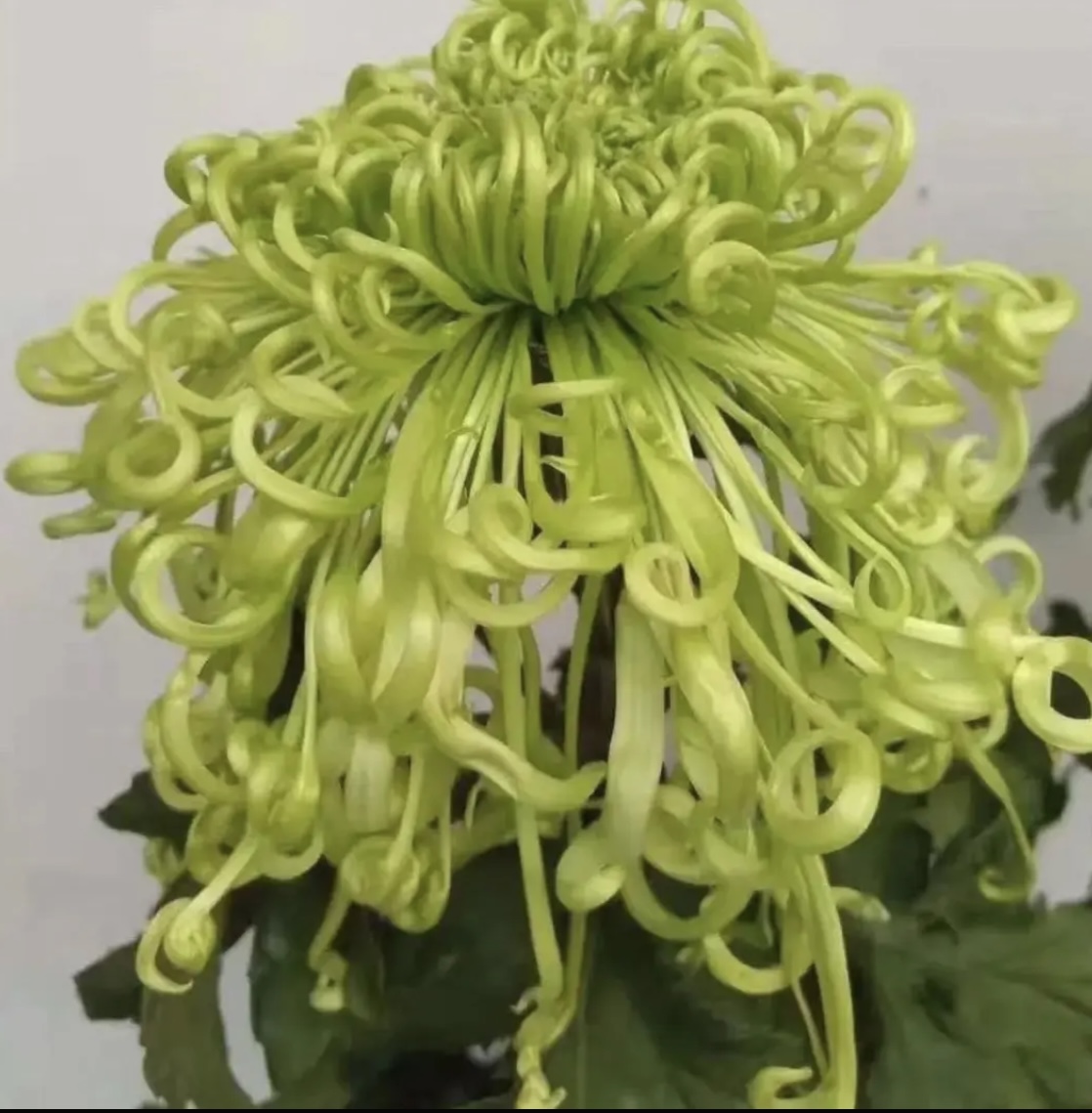 【绿芙蓉】超大丝菊菊花盆栽大花多年生耐寒好养绿植花卉带花苞发货