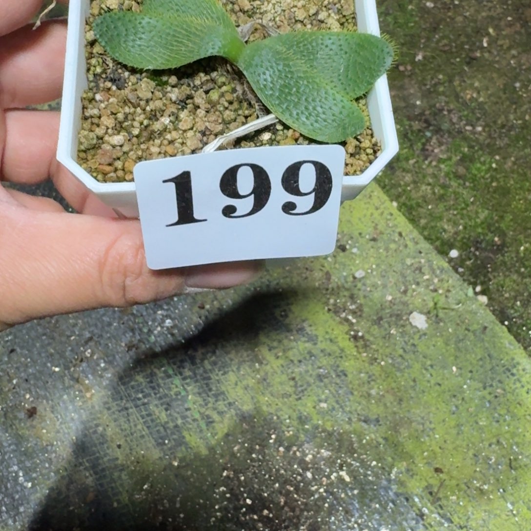 大型刺叶灯台百合