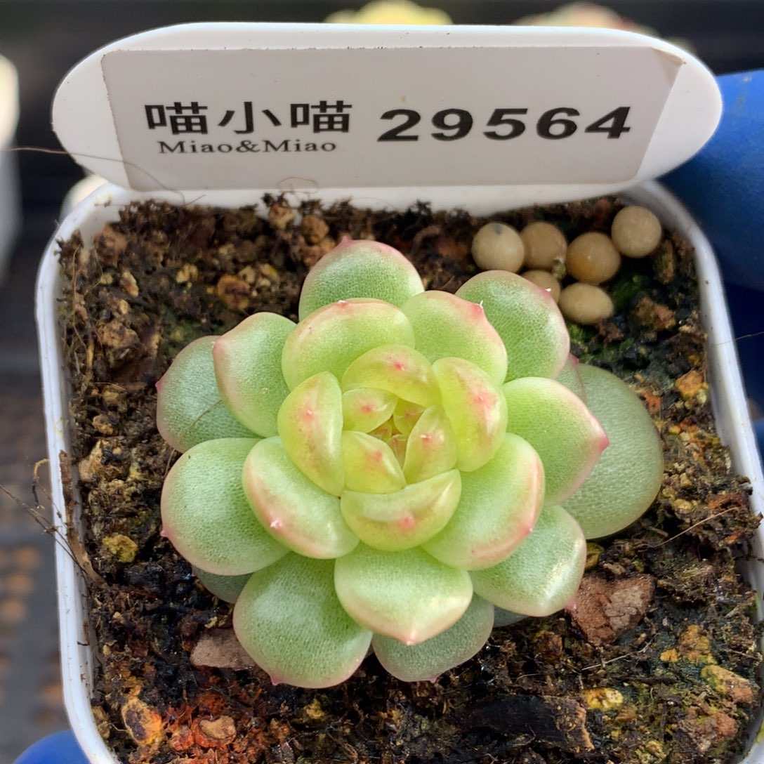 多肉植物杂交珍妮