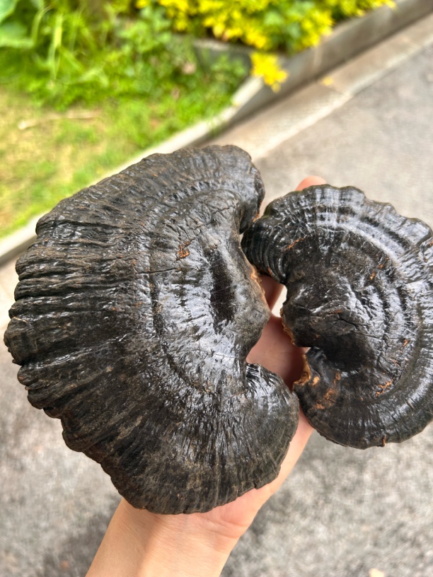 黑灵芝干货整朵菌香浓郁可煲汤泡酒