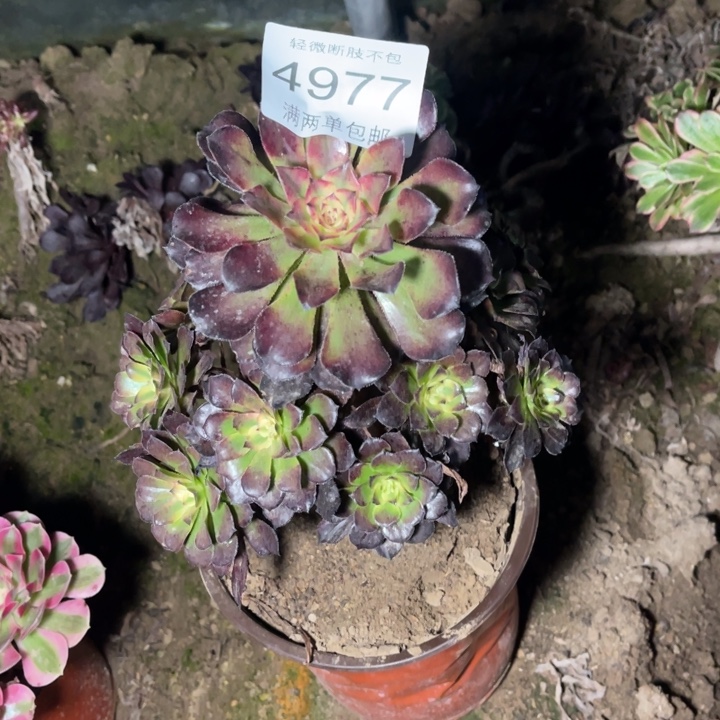 4977烟花的人多肉的