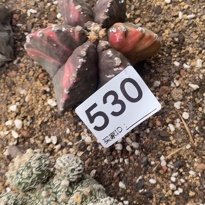 仙人球无花朵530号