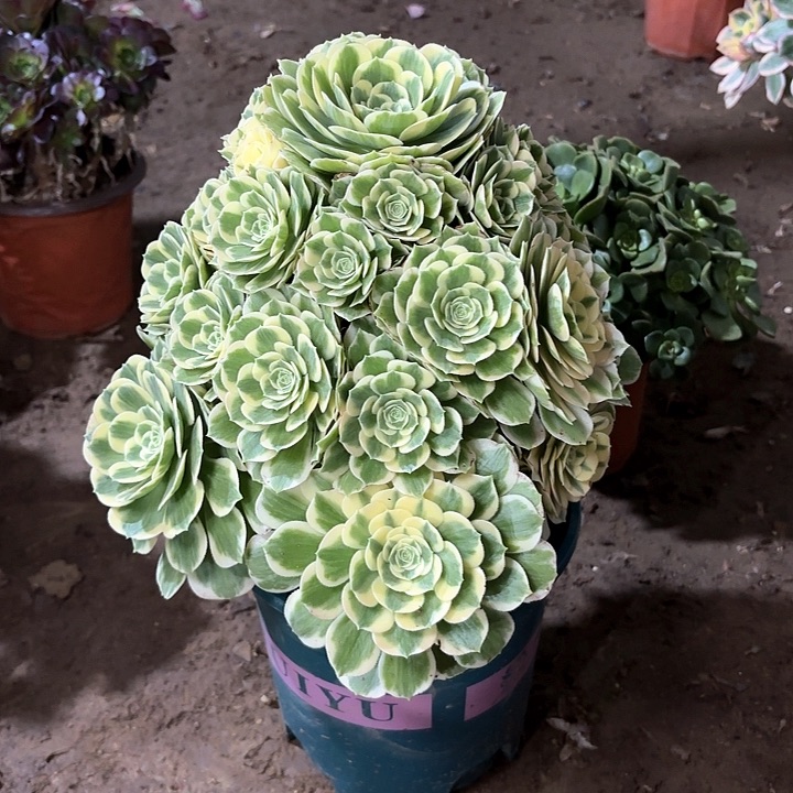 多肉植物迈巴赫88