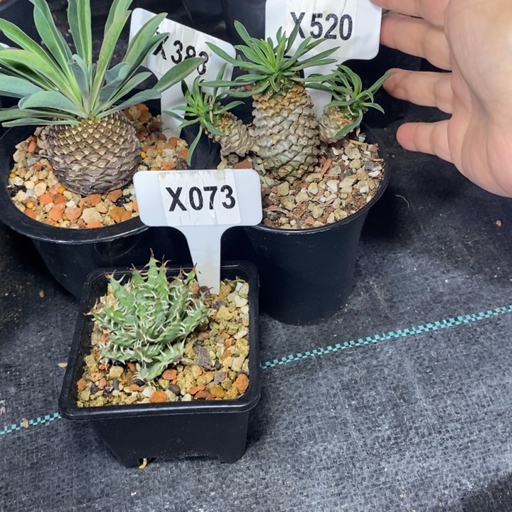 于*童福利 3 颗如图所示！！！！