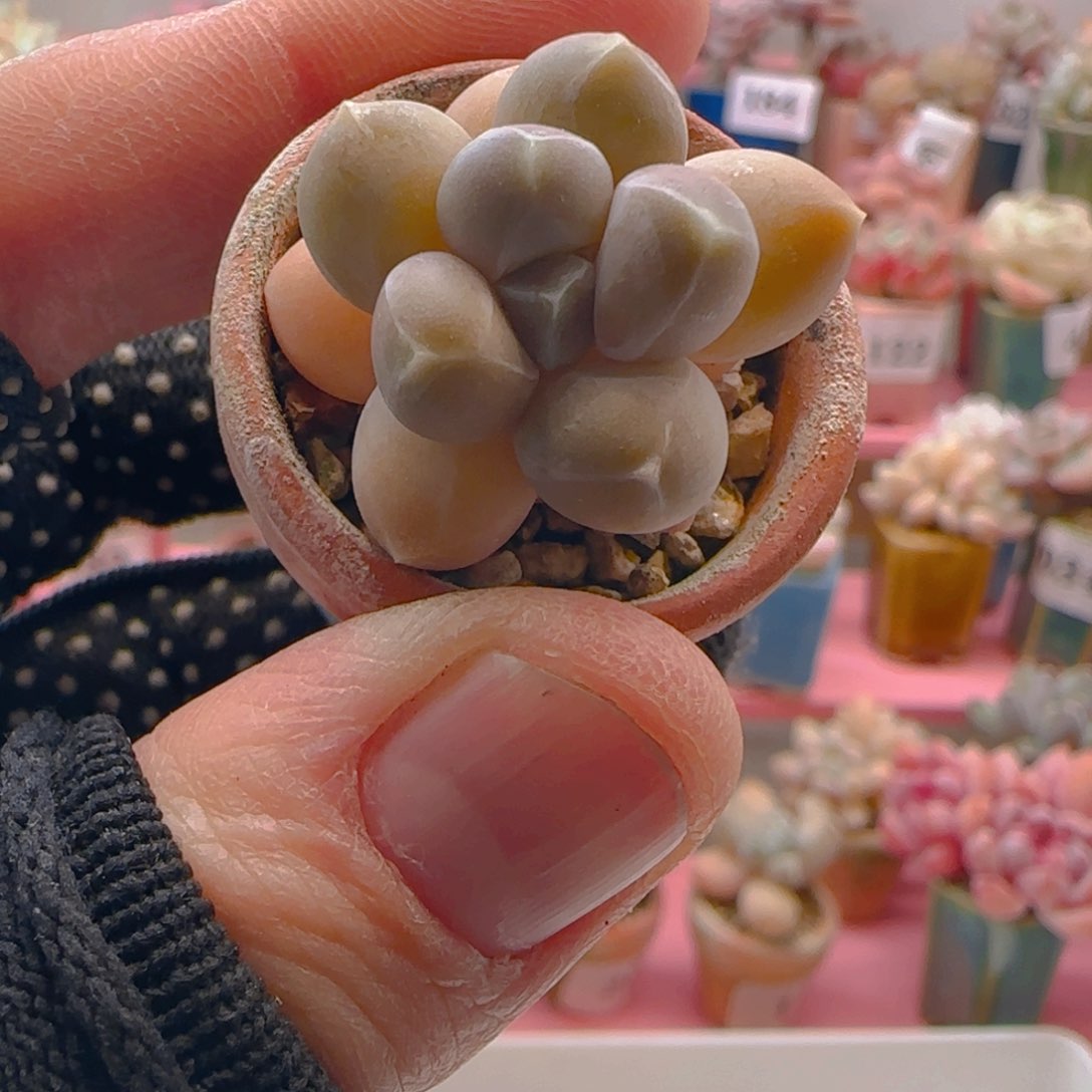 天空美人165 ，带盆土发货，满38包邮非偏远。