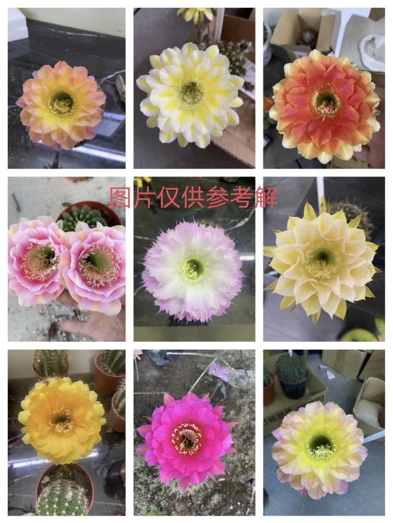 【004彩草仙人球非直播间一物一拍无效】偏远地区不包邮
