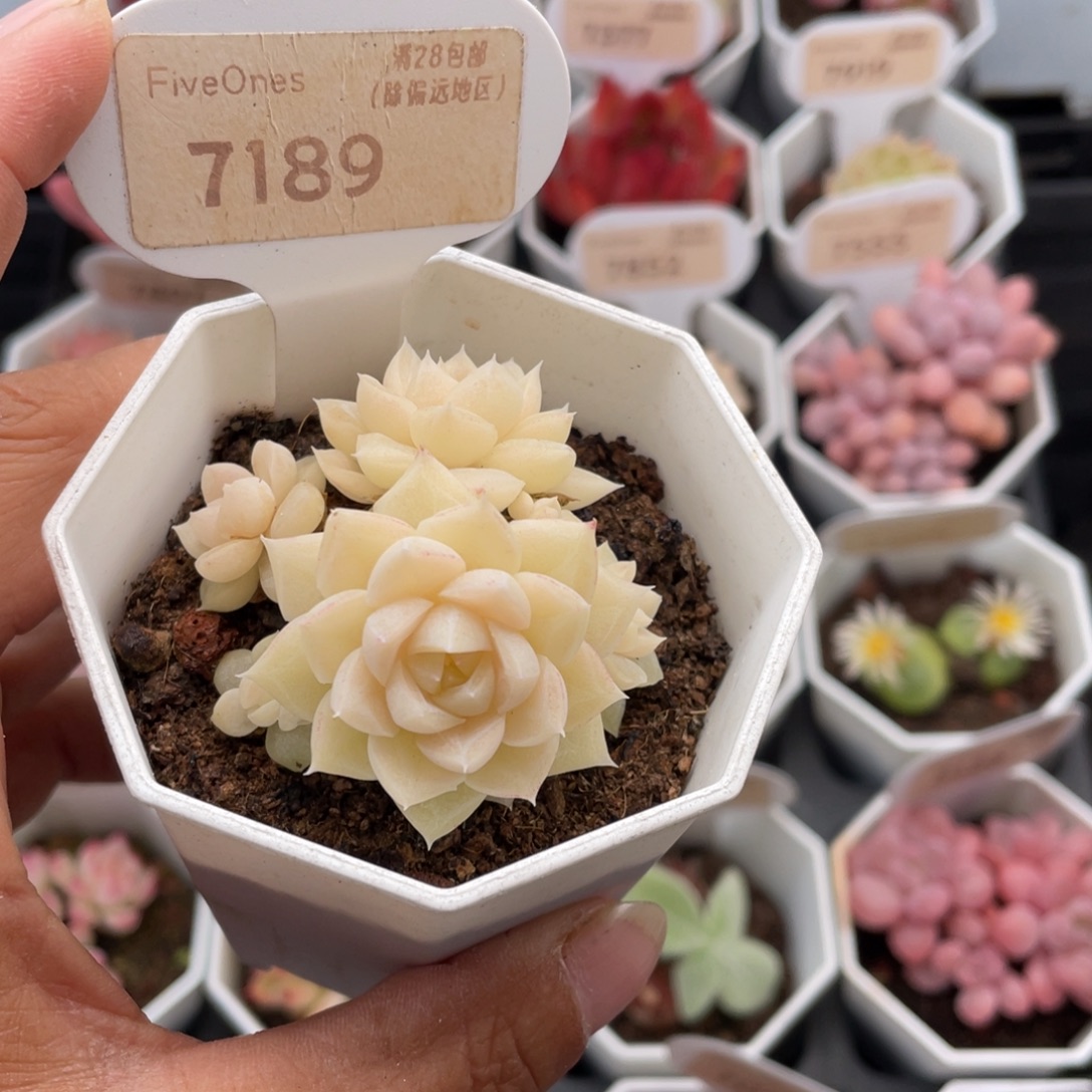 白天鹅7189-4.5厘米