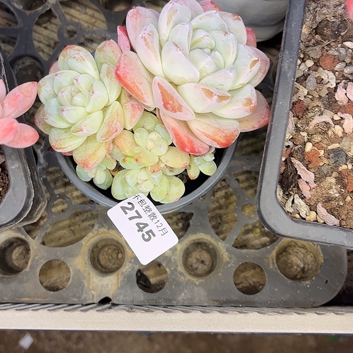 阿雅园艺。       2745冰玉