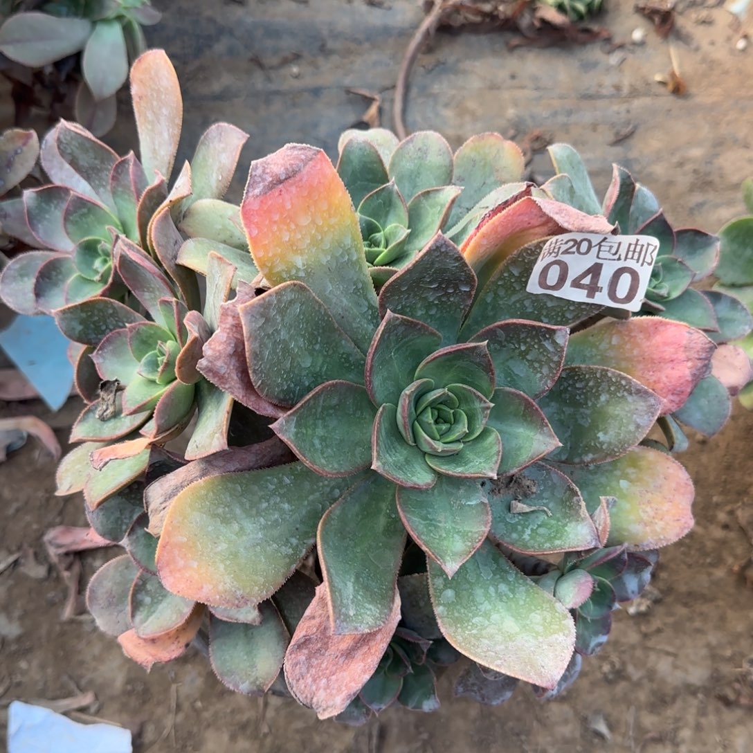 花前月下040满20包邮断枝不包