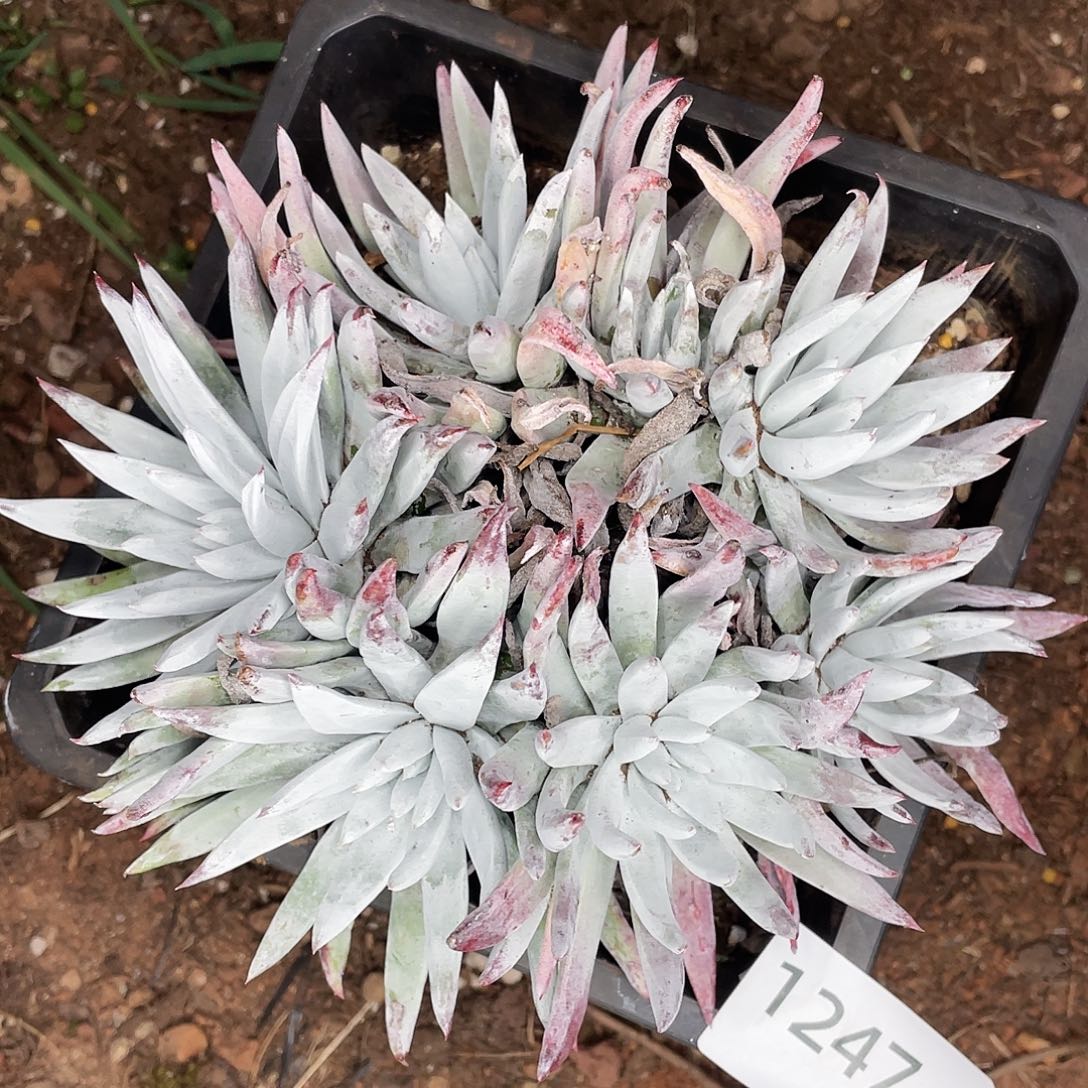 奴婢老桩多头群生1247