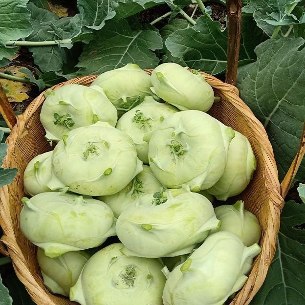 现摘现发苤蓝现摘新鲜当季农家自种疙瘩大头菜无筋蔬菜