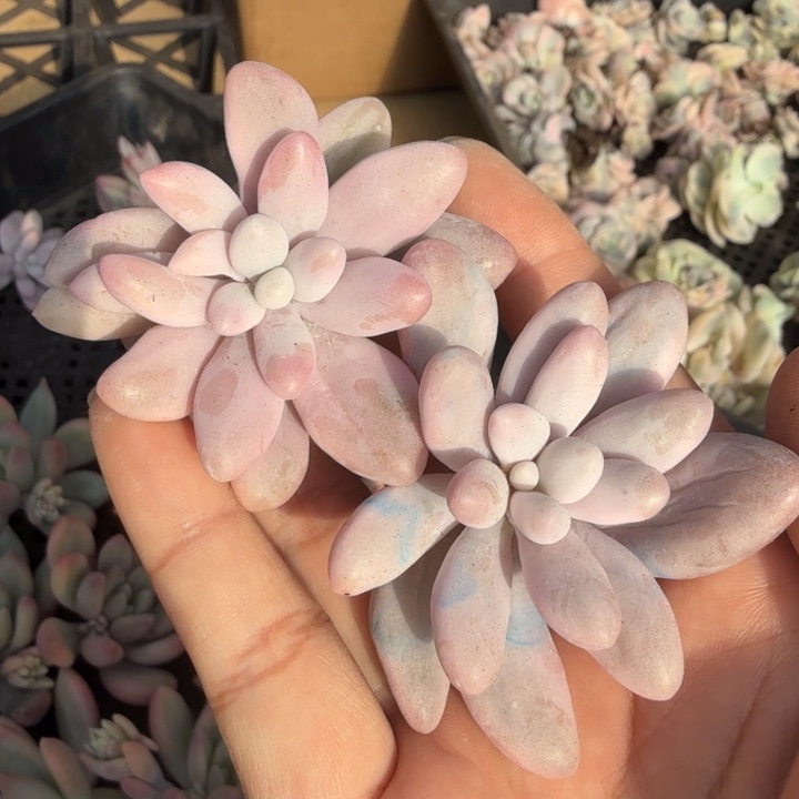 粉恋锦一颗主头的价格