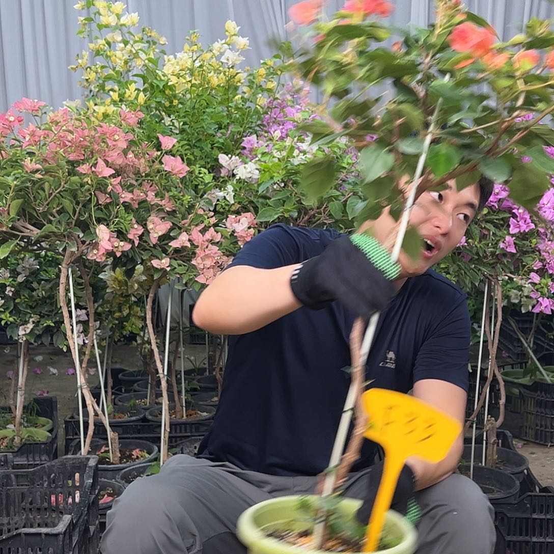 茉****大部分花苞少量开放F33暗夕